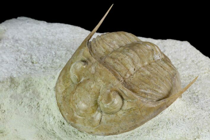 Rare, Leningradites Graciosus Trilobite - Russia #125505